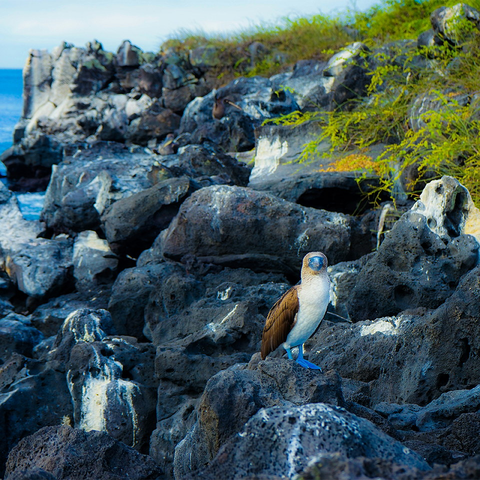 The Galapagos Islands: A Living Laboratory of Evolution
