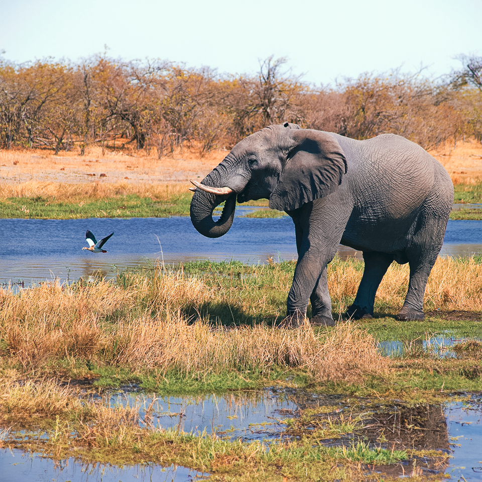 Botswana: Wilderness and Wildlife Conservation