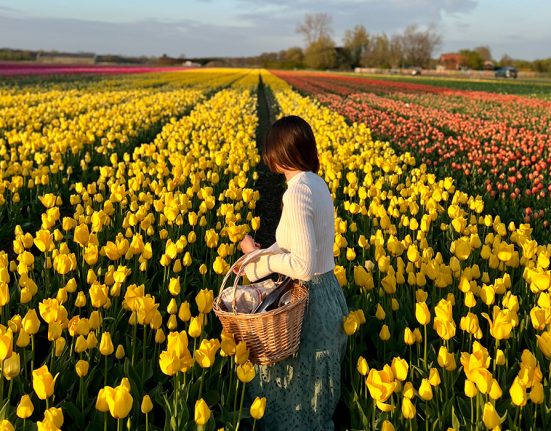 A Blooming Delight: Your Guide to Exploring Tulip Fields in the Netherlands